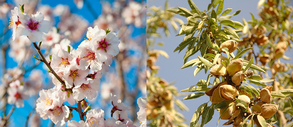 衝撃 まさかこんな姿だなんて カシューナッツの実の生り方 神戸からピーナッツ 落花生をお届けする吉田ピーナツ食品株式会社